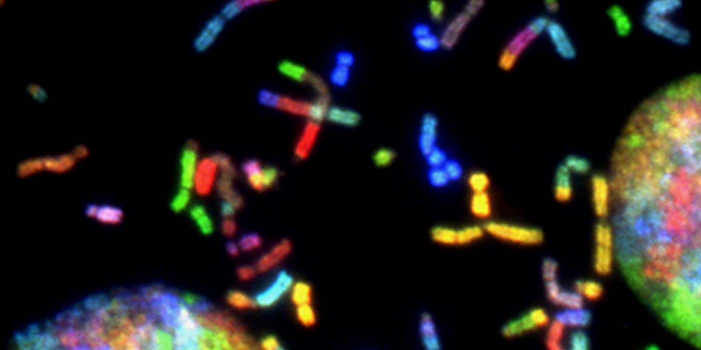 Merck & Co.: Abschluss über präklinische DNA-Reparaturtherapeutika