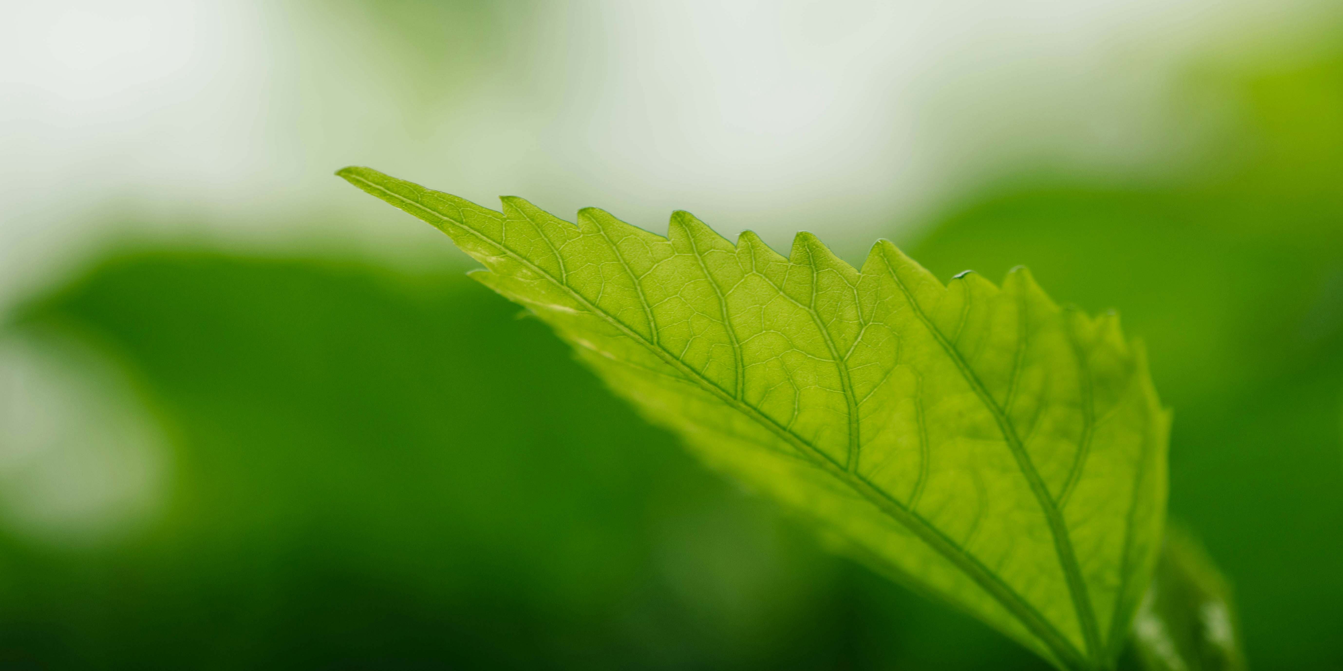 Auf dem Foto ist aus der Nähe ein Blatt eines Baumes oder Pflanze zu sehen.